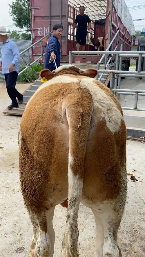 改良西门塔尔小公牛,抓牛基本要诀,腚大腿粗,身腰长