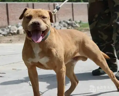 血统纯种比特犬幼犬