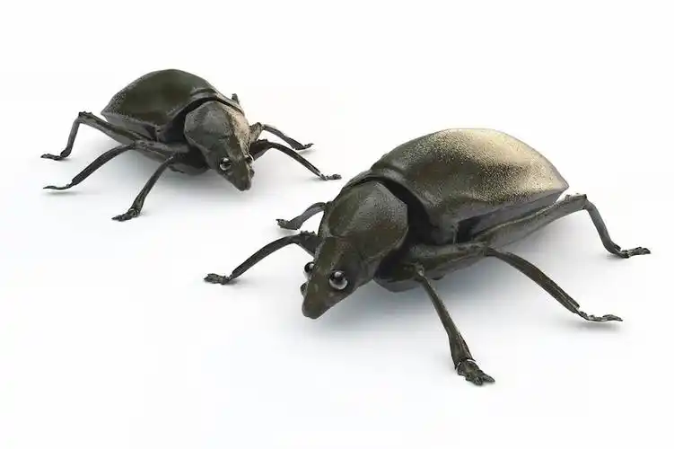 c4d模型 甲虫c4d模型 beetle bug c4d模型 含材质 含贴图