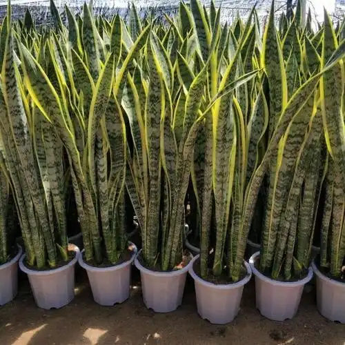 99虎皮兰虎耳荷花哈尼矮脚稀有品种花卉吸水办公室室好养小绿植盆栽已