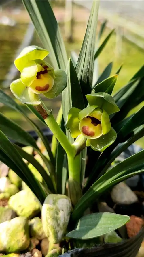 兰花#玉玲珑兰花春兰矮种荷瓣-度小视