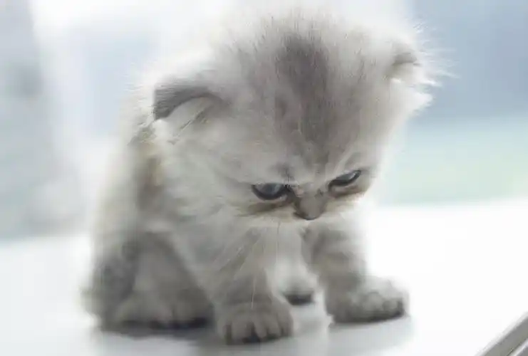 奶凶奶凶的小萌猫生气照,虽然个子小小,但气场真的好足啊!