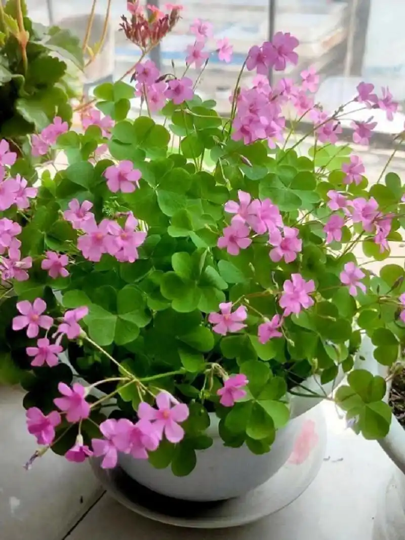 四叶草寓意 92四叶草的花语为幸福,代表爱情,等待爱情出现,希望