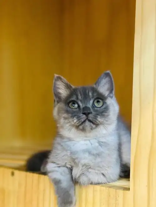 人称猫中李逵英短烟灰色矮脚曼基康