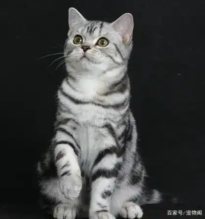 其中英短加白以及美短中的美短虎斑猫更是猫咪中的翘楚,具有着超高的