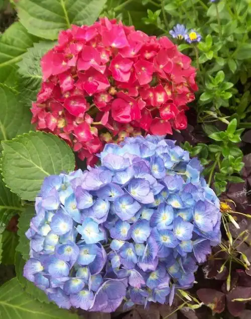 福建绿大地 【八仙花】 园林绿化苗木优质花卉 落叶灌木