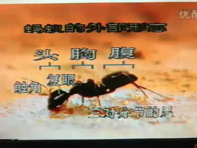 2,教师结合教学图片,和幼儿共同讨论四种不同蚂蚁的外形特征和分工.