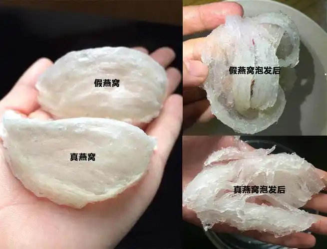 真假燕窝泡发前后图