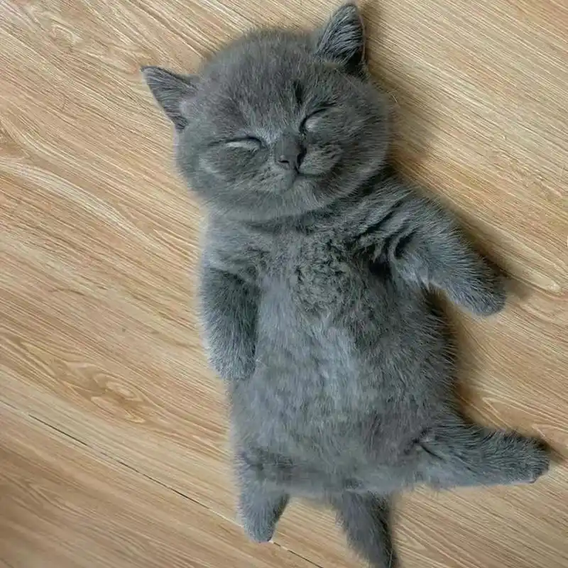 英短蓝猫幼猫活体宠物猫蓝猫纯种蓝猫英短英国短毛猫蓝猫宠物猫咪