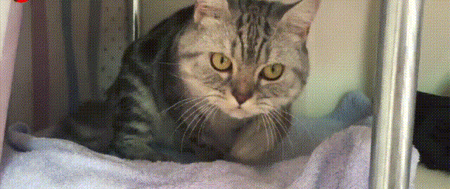 注视猫咪可爱呆萌悠闲gif动图_动态图_表情包下载_soogif