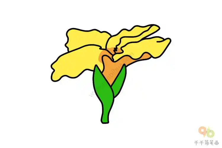 美人蕉简笔画步骤图