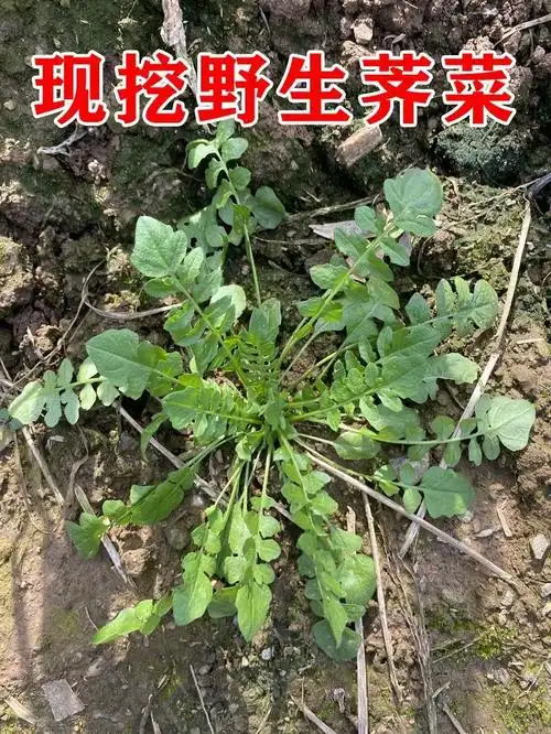 陕西秦岭野生荠菜新鲜野菜包邮3斤5斤精选荠荠菜农家地菜商用冷冻