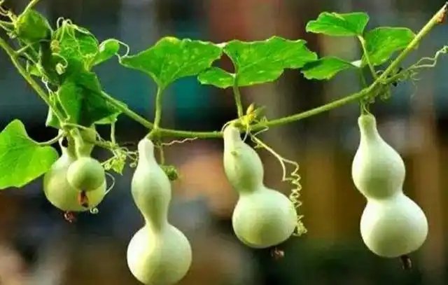 家中养棵观赏小葫芦随风摇拽好可爱福禄也多多