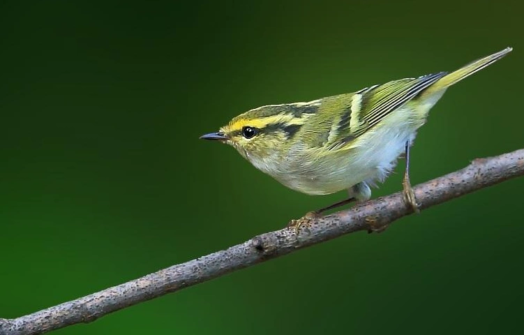 长的像麻雀但是嘴巴尖长是什么鸟啊