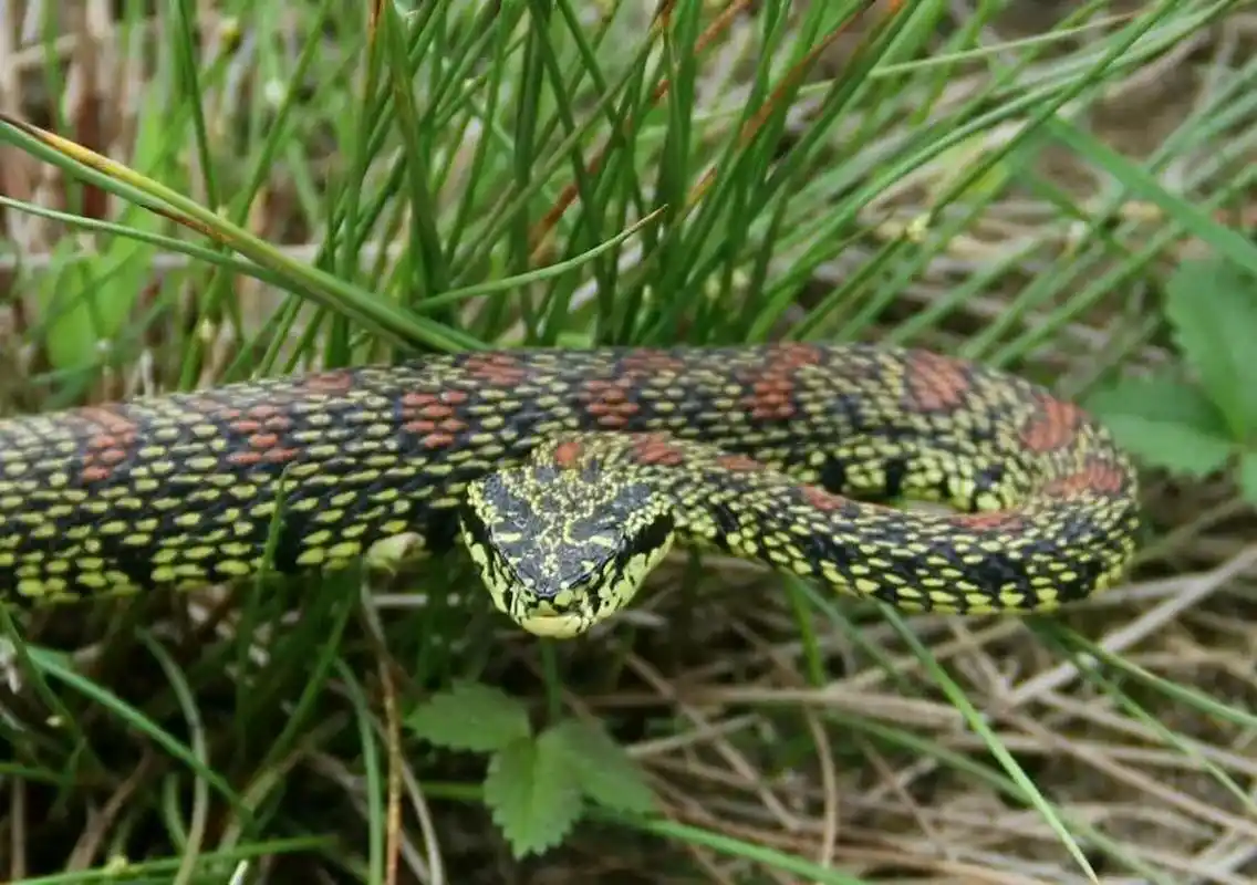 虽然说外表看着和菜花蛇较为相似,但是它可是典型的