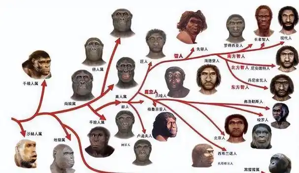 一是科学家早就有很重要的证据证明人类是由古猿进化来的,二是现代猿