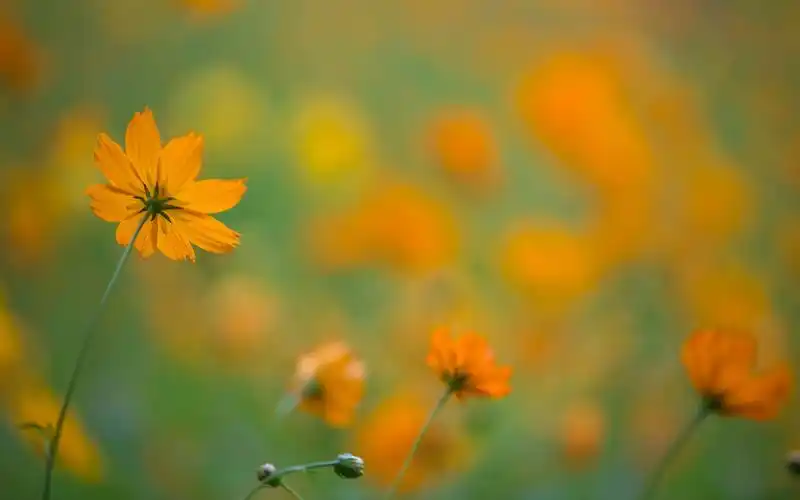 唯美波斯菊小清新风景图片桌面壁纸