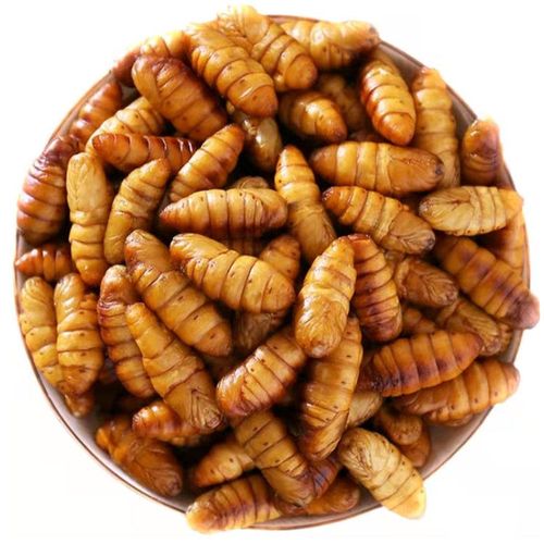 蝉蛹,金丝,蚕蛹,活体冷冻,蛹,批发直销,金丝蛹饱满食用虫