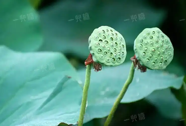 植库‖密集恐惧症讨厌的莲蓬原来能这么美