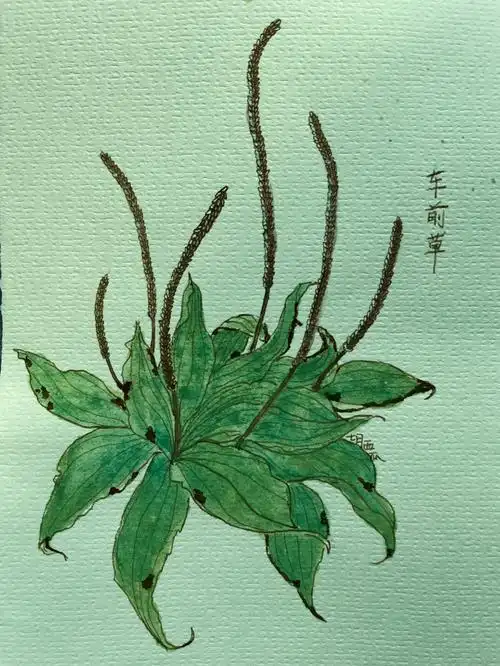 自学水彩21100画个印象中正经的车前草
