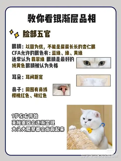 匀!银渐层的毛色不是越浅越好6015如果达到1/2毛尖黑色,就是烟色.