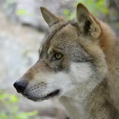 狼头像霸气高清图片异常凶狠的狼图片