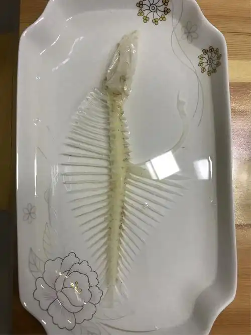 观察多宝鱼并制作骨骼标本——1606班29号唐泠兮