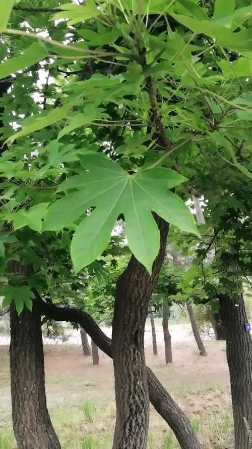 长着七个手指头的刺楸树
