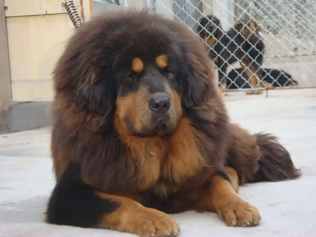 藏獒吃人事件层出不穷,养狗要慎重.