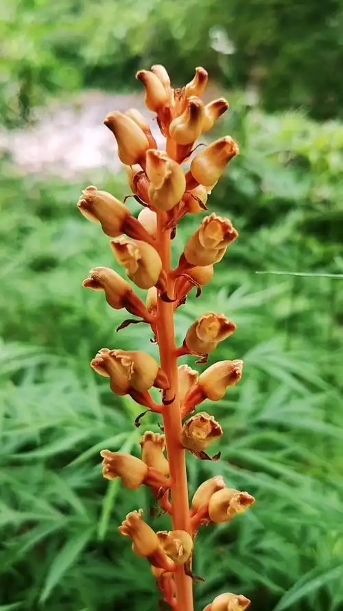 山货也很美#野生天麻花开