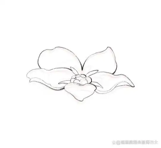 勿忘我怎么画?插图花卉绘画教程(下)