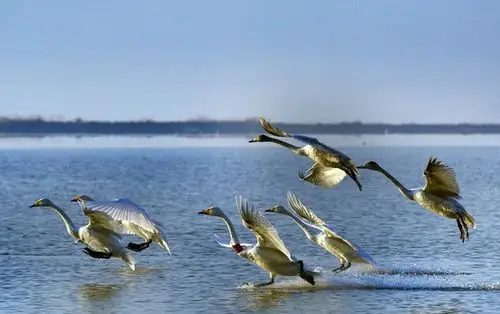 我来了(飞版天鹅一组)