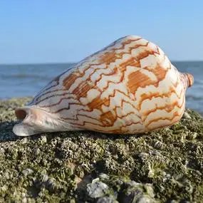 【海螺贝壳风景图片】海螺贝壳风景图片大全_q友网