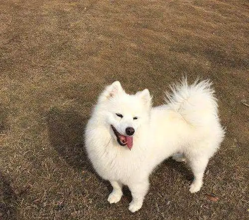 银狐犬这么好看为什么很少人养