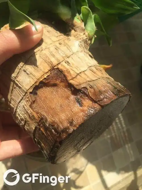 大神快来看看,水培了大半年的巴西木都不长根,这状况百度都百度不到.