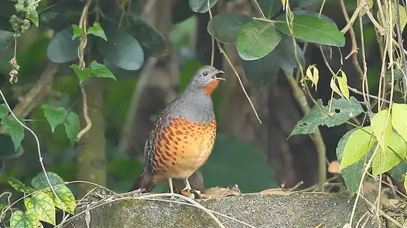 山野竹鸡啼叫,叫声清脆响亮,听着好过瘾-动物视频-搜狐视频