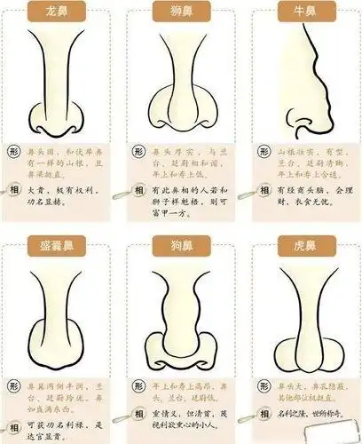 悬胆鼻的男女财运分别好不好 悬胆鼻怎么样 鼻子怎么看财运