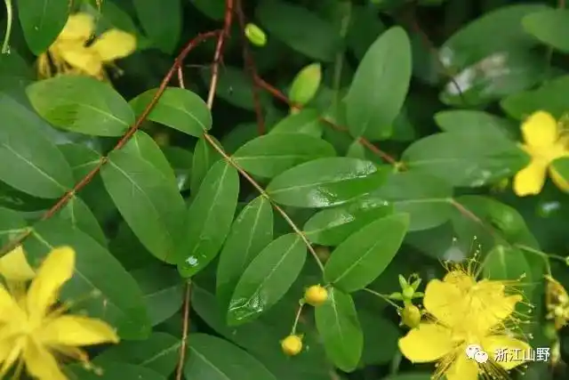 西湖物种周历金丝桃