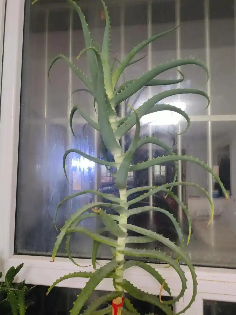 出售药用龙爪菊芦荟.已养5年之久给钱就卖999999 - 抖音