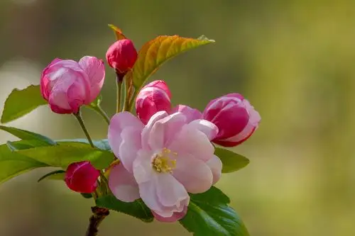 首发西府海棠二