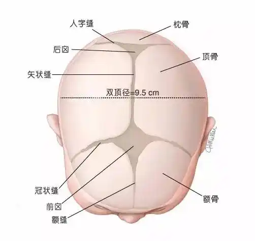 专业解读母婴健康素养第三十条宝宝囟门的秘密