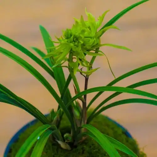 兰花盆栽植物名贵春兰花开花开富贵富贵兰花苗花苞时令草本花卉