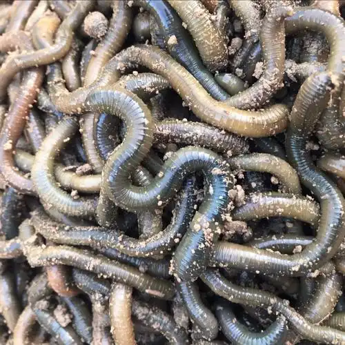 蚯蚓活体黑蚯蚓钓黄鳝青蚯蚓大蚯蚓蚯蚓活体蚯蚓鱼饵活饵 半斤蚯蚓
