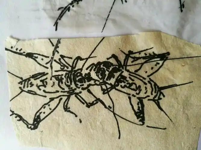 大凯写生白描卷,蟋蟀篇