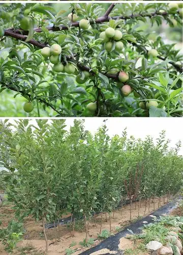 红美人醉李子树苗南方北方种植特大早熟晚熟无核蜂糖当年结果苗