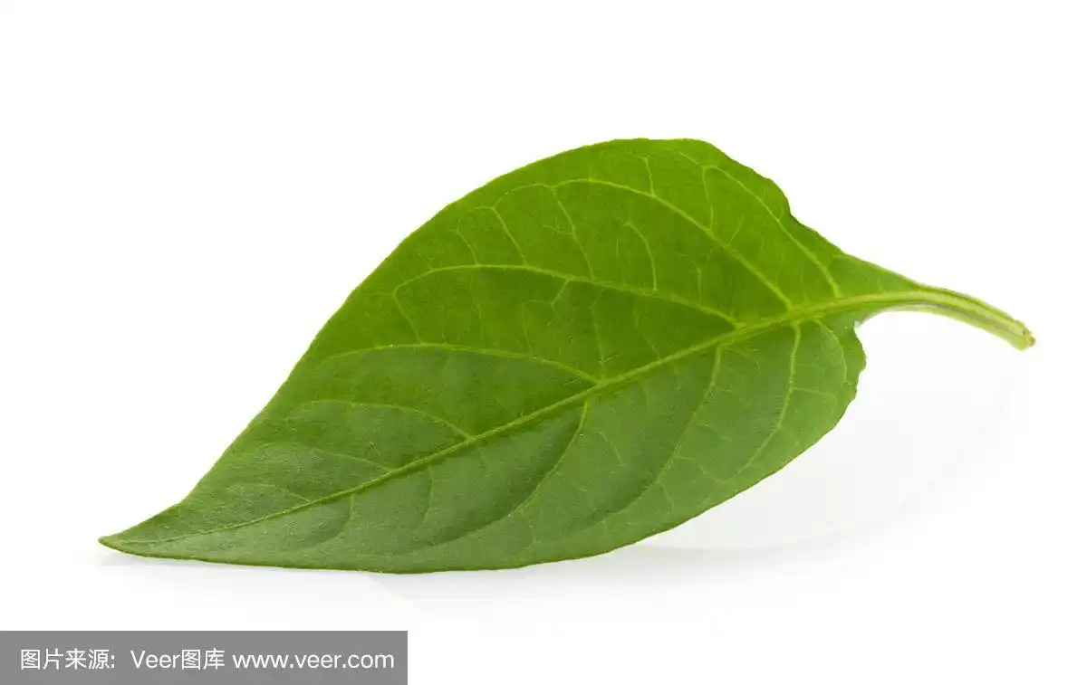 在白色背景上孤立的红辣椒叶子