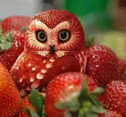 草莓猫头鹰