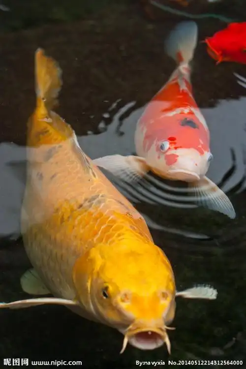 鲤鱼图片