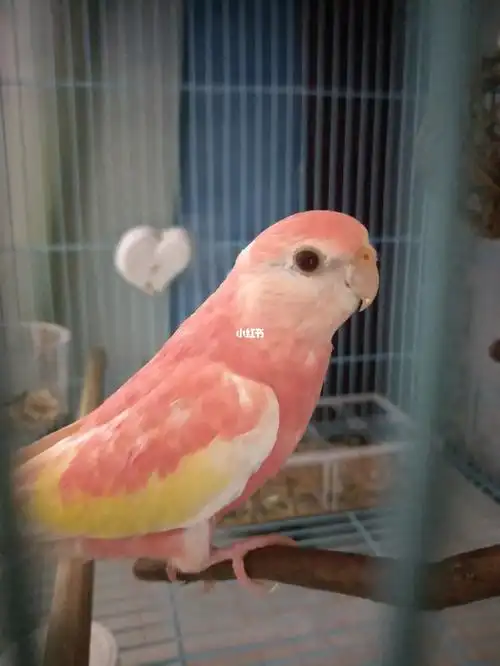 鸚鵡 #小草科 #小型鸚鵡 #紅寶石秋草  #红宝石秋草鹦鹉  #台灣