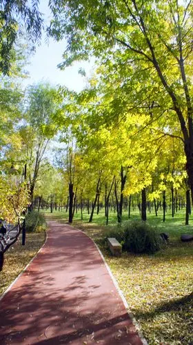 东坝郊野公园游银杏林